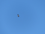 FZ026032 Buzzard.jpg